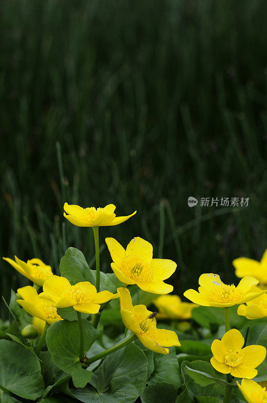 Copy Space的Marsh Marigold